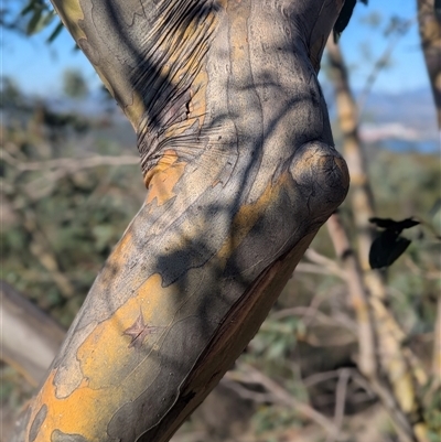 Eucalyptus stellulata (Black Sally) at Torrens, ACT - 17 Apr 2025 by HelenCross