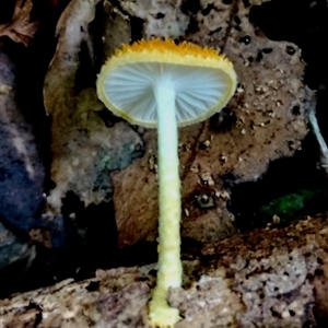 Cyptotrama asprata (Gold Tufts) at Kianga, NSW - Yesterday by Teresa