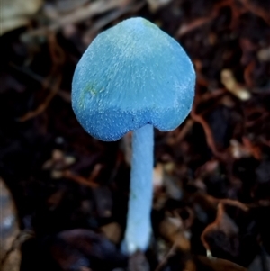 Entoloma virescens (Sky-blue Pinkgill) at Kianga, NSW - Yesterday by Teresa