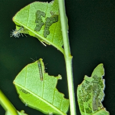 Leptocneria reducta (White Cedar Moth) at Kambah, ACT - 17 Apr 2025 by HelenCross
