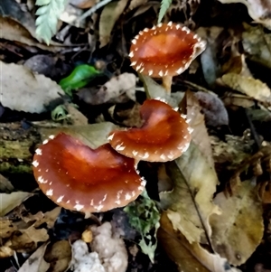 Leratiomcyes ceres (Red Woodchip Fungus) at Kianga, NSW - Yesterday by Teresa