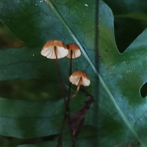 Marasmius sp. (Horse hair fungus) at Kianga, NSW - Yesterday by Teresa
