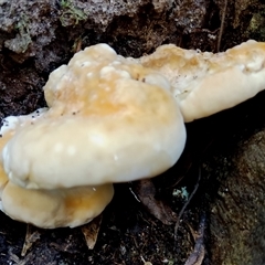 Polypore sp. at Kianga, NSW - 17 Apr 2025 by Teresa