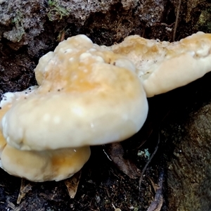 Polypore sp. at Kianga, NSW - 17 Apr 2025 08:55 AM
