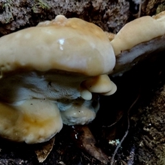 Polypore sp. at Kianga, NSW - 17 Apr 2025 08:55 AM