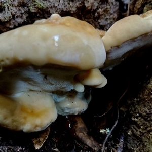 Polypore sp. at Kianga, NSW - 17 Apr 2025 08:55 AM