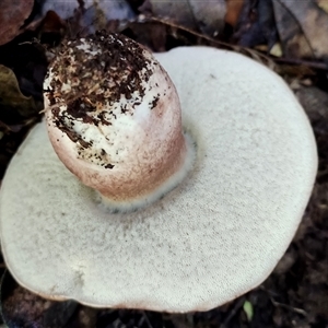 Tylopilus sp. (A Bolete) at Kianga, NSW - Yesterday by Teresa