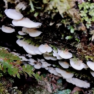 Polypore sp. at Kianga, NSW - Yesterday by Teresa