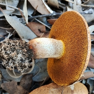 Suillus granulatus (Weeping Bolete) at Dalmeny, NSW - Yesterday by Teresa