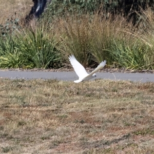 Cacatua sanguinea (Little Corella) at Macnamara, ACT - Yesterday by AlisonMilton