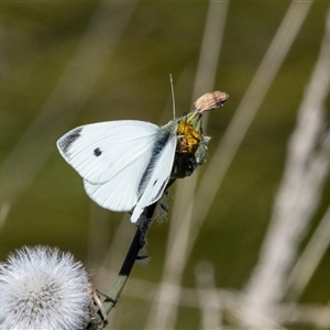 Pieris rapae (Cabbage White) at Strathnairn, ACT - Yesterday by AlisonMilton