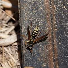 Polistes (Polistes) chinensis at Strathnairn, ACT - 17 Apr 2025 by AlisonMilton