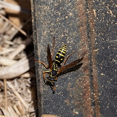 Polistes (Polistes) chinensis at Strathnairn, ACT - 17 Apr 2025 by AlisonMilton