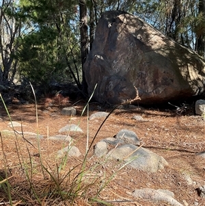 Lepidosperma laterale at Denman Prospect, ACT - Today by Jennybach