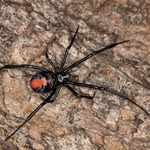 Latrodectus hasselti at Belconnen, ACT - 16 Apr 2025 by kasiaaus