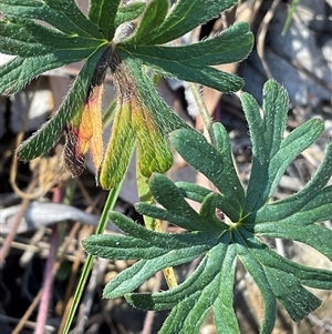 Geranium sp. at Denman Prospect, ACT - Today by Jennybach