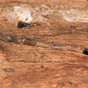Unverified Insect at Belconnen, ACT - 16 Apr 2025 by kasiaaus
