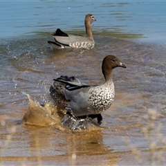 Chenonetta jubata (Australian Wood Duck) at Strathnairn, ACT - 17 Apr 2025 by AlisonMilton