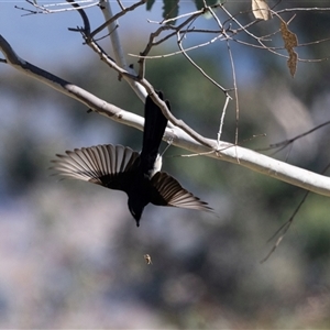 Rhipidura leucophrys at Strathnairn, ACT - Yesterday by AlisonMilton