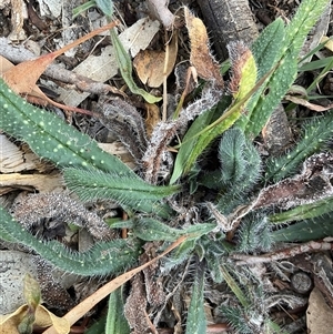 Unverified Other Wildflower or Herb at Denman Prospect, ACT - Today by Jennybach