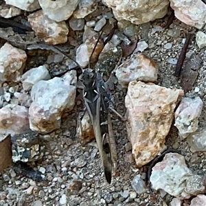 Unverified Grasshopper, Cricket or Katydid (Orthoptera) at Denman Prospect, ACT - Today by Jennybach