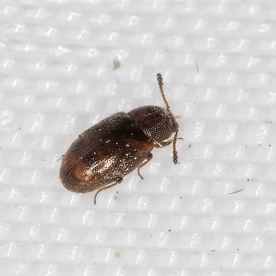 Unverified Beetle (Coleoptera) at Melba, ACT - 16 Apr 2025 by kasiaaus