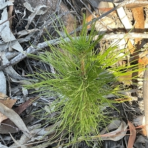 Unverified Other Tree at Denman Prospect, ACT - Today by Jennybach