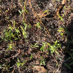 Persicaria sp. at Denman Prospect, ACT - Today by Jennybach