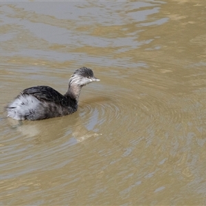 Poliocephalus poliocephalus at Strathnairn, ACT - Yesterday by AlisonMilton