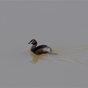 Tachybaptus novaehollandiae at Strathnairn, ACT - Yesterday by AlisonMilton