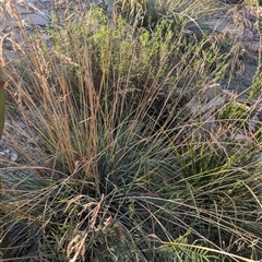 Poa helmsii at Dickson, ACT - 18 Apr 2025 04:34 PM