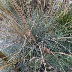 Poa helmsii at Dickson, ACT - 18 Apr 2025 04:34 PM