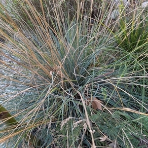 Poa helmsii at Dickson, ACT - 18 Apr 2025 04:34 PM
