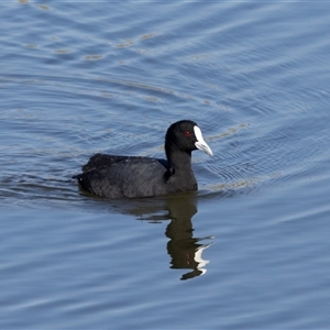Fulica atra at Strathnairn, ACT - 17 Apr 2025 11:20 AM