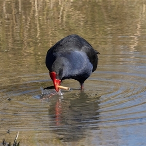 Gallinula tenebrosa at Strathnairn, ACT - Yesterday by AlisonMilton