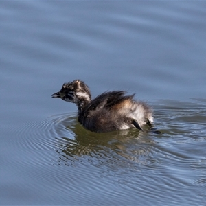 Tachybaptus novaehollandiae at Strathnairn, ACT - Yesterday by AlisonMilton