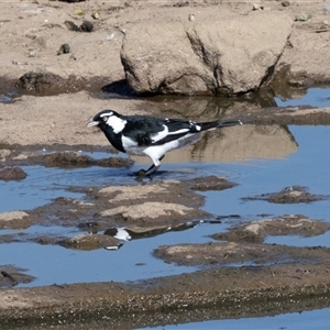Grallina cyanoleuca at Strathnairn, ACT - Yesterday by AlisonMilton