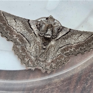 Hypobapta tachyhalotaria at Yass River, NSW - Today by SenexRugosus