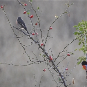 Petroica boodang (Scarlet Robin) at Kambah, ACT - Today by HelenCross