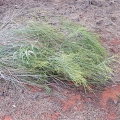Unverified Other Shrub at Yulara, NT - 18 Apr 2025 by trevorpreston