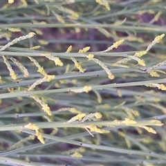 Exocarpos sparteus at Yulara, NT - 18 Apr 2025 06:27 PM
