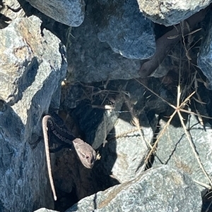 Amphibolurus muricatus at Kenny, ACT - suppressed