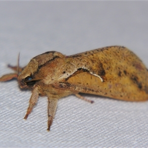 Elhamma australasiae at Bolivia, NSW - suppressed