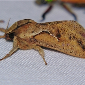 Elhamma australasiae at Bolivia, NSW - suppressed