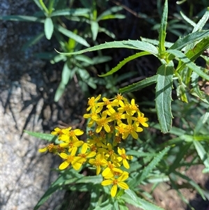 Senecio linearifolius at Tharwa, ACT - Today by JillianM