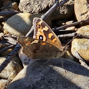 Junonia villida at Bombay, NSW - Today by MatthewFrawley