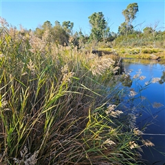 Phragmites australis (Common Reed) at Bombay, NSW - Yesterday by MatthewFrawley