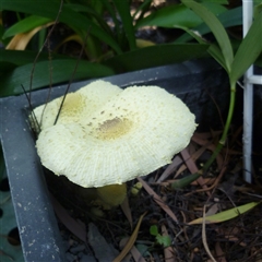 Unverified Cap on a stem; gills below cap [mushrooms or mushroom-like] at Herne Hill, VIC - 11 Jan 2025 by WendyEM