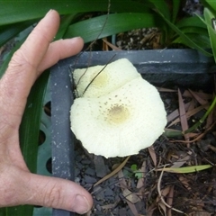 Lepiota s.l. at Herne Hill, VIC - 11 Jan 2025 11:20 AM