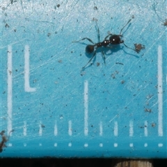Formicidae (family) (Unidentified ant) at Freshwater Creek, VIC - 15 Jan 2025 by WendyEM